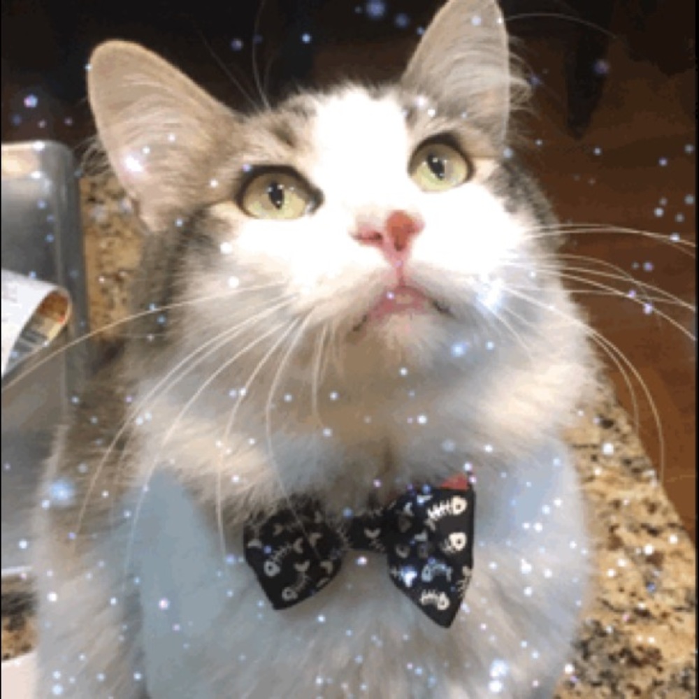 Meet your Posher, Michelle